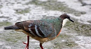 Mindanao bleeding-heart Facts for Kids