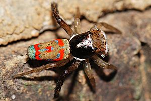 Maratus pavonis Jean and Fred Hort 3.jpg