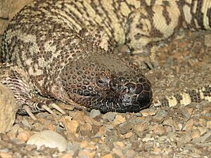 Mexican-Beaded-Lizard