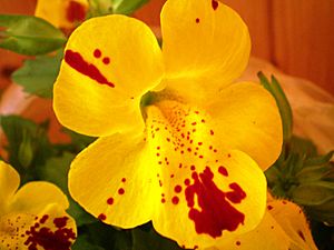 Mimulus001.JPG