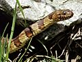 Nerodia sipedonPCSL02111B1