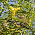 Olive-backed sunbird (Cinnyris jugularis flammaxillaris) male eclipse plumage Phi Phi