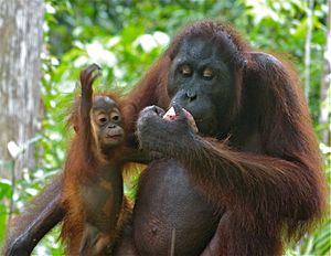 Orang Utan (Pongo pygmaeus) female with baby (8066259067)