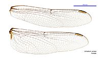 Orthetrum serapia female wings (34928552071)