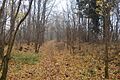 Overhall Grove 7