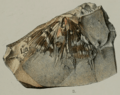 PZSL1889Plate31 Fossil Papilionid Butterfly Lithopsyche antiqua from Early Oligocene Bembridge Marls