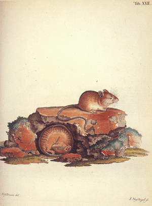 Pallas Sicista betulina 1778-79