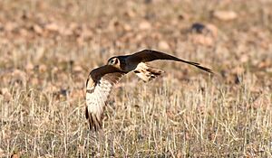Pallid Harrier imported from iNaturalist photo 384323344 on 16 June 2024.jpg