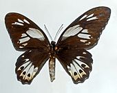 Papilionidae - Ornithoptera priamus hecuba (female)