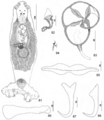 Parasite150040-fig11 Pseudorhabdosynochus meganmarieae Kritsky, Bakenhaster & Adams, 2015 - FIGS 81-88