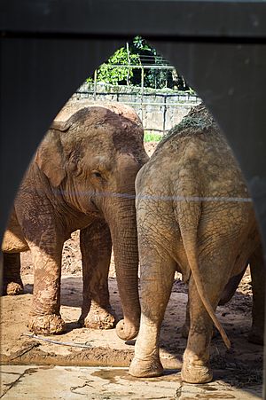 Parque Zoológico de São Paulo - Sao Paulo Zoo - Elefante Africano - African Elephant (11539785674)