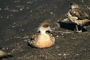 Patagonian Crested Duck.jpg