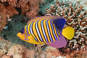 Pez ángel real (Pygoplites diacanthus), parque nacional Ras Muhammad, Egipto, 2022-03-26, DD 155.jpg