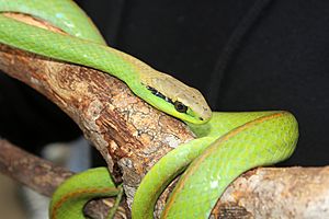 Philodryas olfersii MZUFV.JPG