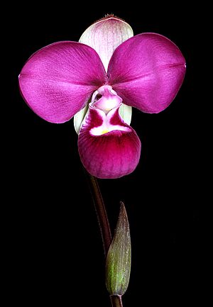 Phragmipedium kovachii bloom