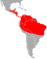 Proboscis Bat area