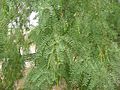 Prosopis-glandulosa-foliage