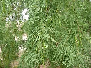 Prosopis-glandulosa-foliage.JPG