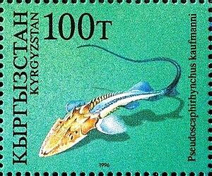 Pseudoscaphirhynchus kaufmanni 1996 stamp of Kyrgyzstan