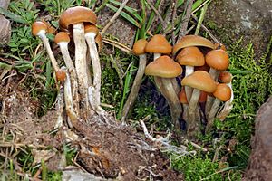 Psilocybe aztecorum Toluca.jpg