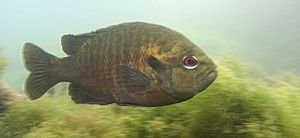 Redspotted Sunfish - Lepomis miniatus (2352520241)