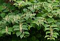 Reynoutria japonica in Brastad 1
