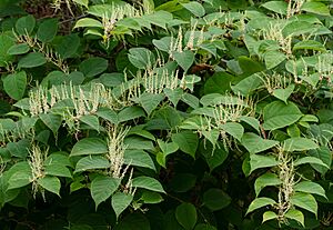 Reynoutria japonica in Brastad 1