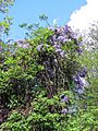 River Ching footpath 19, Wisteria, South Chingford, London, England