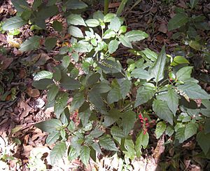 Rivina humilis plant
