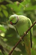 Indian rose-ringed parakeet