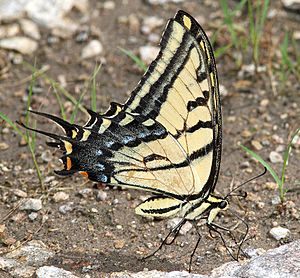 SWALLOWTAIL, TWO-TAILED (Papilio multicaudata) (7-29-2014) sycamore cyn, pajarito mts, santa cruz co, az -01 (14829689145)