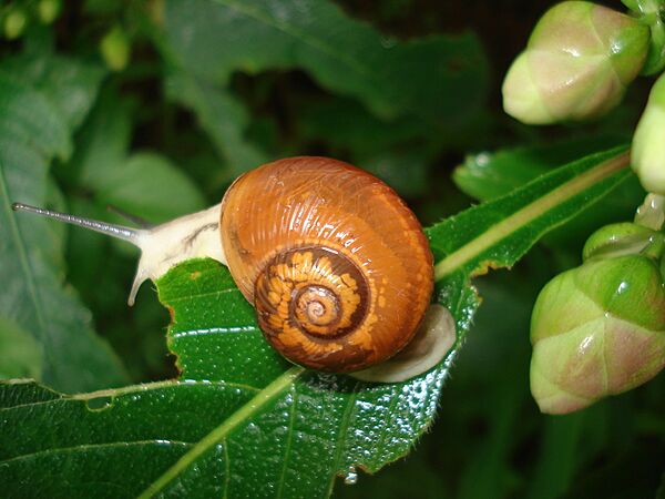 Samsoncj snail 07