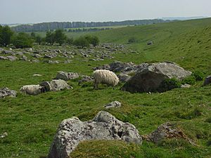 Sarsen stones, Fyfield Down - geograph.org.uk - 412186.jpg