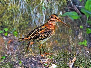 Scolopacidae - Lymnocryptes minimus