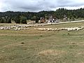 Sheep on mountain Vlašić
