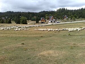 Sheep on mountain Vlašić