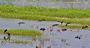 Sirpur Biodiversity 2