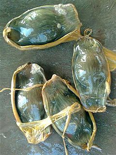Stegostoma fasciatum eggs