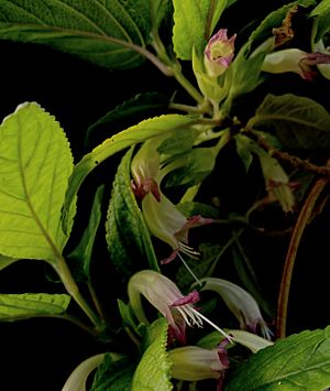 Stenogyne-kanehoana flowers and leaves, taken in March 2019 at the greenhouse of the Oahu Army Natural Resources Program.jpg