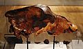 Swanscombe bear skull