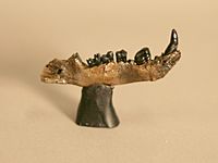 The Childrens Museum of Indianapolis - Didelphodon mandible.jpg