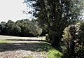 Thrift Wood, Woodham Mortimer - geograph.org.uk - 230542