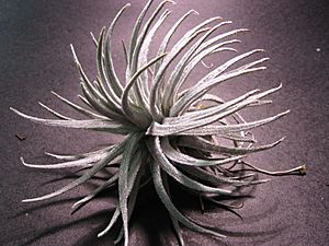 Tillandsia mauryana (43971548).jpg