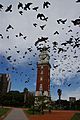 Torre Monumental Buenos Aires con Palomas