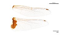 Tramea loewii male wings (34219446444)