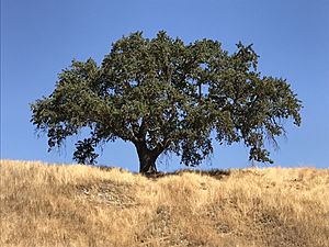 Valley oak August 2020