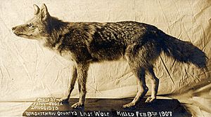 Washtenaw County's last wolf (1907)