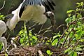 Wood stork shading a chick (14383324524)