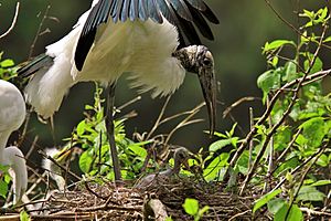 Wood stork shading a chick (14383324524)