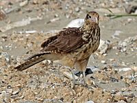 Yellow-headed Caracara RWD3